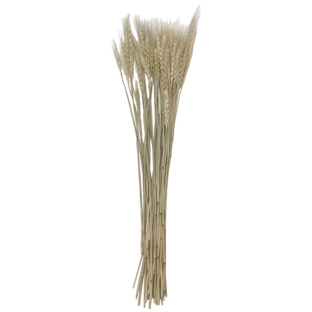 Bouquet épis de blé couleur naturelle, H60 cm