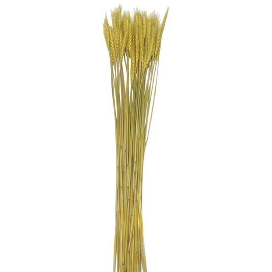 Bouquet épis de blé jaune, H60 cm