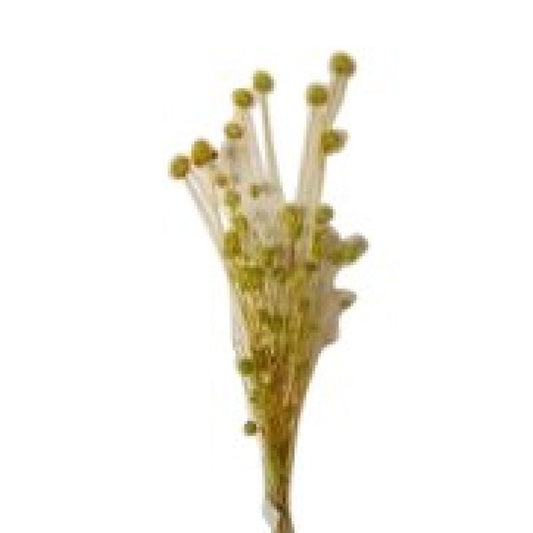 Bouquet de brindilles séché et emballé, 50g, H60-75 cm