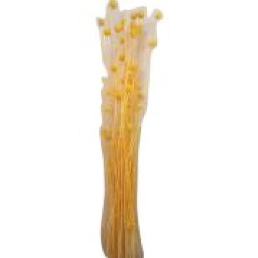 Bouquet de brindilles séché et emballé, 50g, H60-75 cm