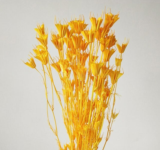 Bouquet de fleur d'anis étoilée séché et emballé, 100g, H50-75 cm
