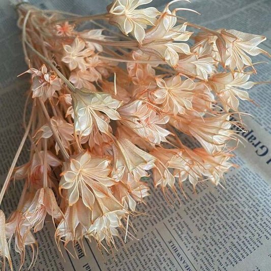 Bouquet de fleur d'anis étoilée séché et emballé, 100g, H50-75 cm