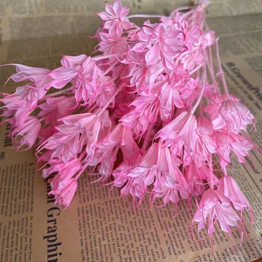 Bouquet de fleur d'anis étoilée séché et emballé, 100g, H50-75 cm