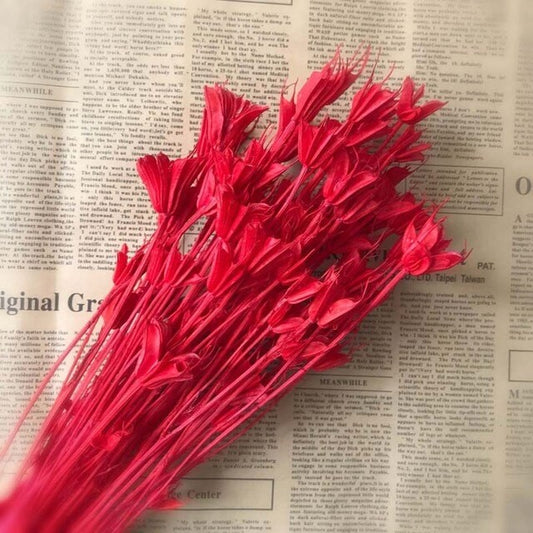 Bouquet de fleur d'anis étoilée séché et emballé, 100g, H50-75 cm
