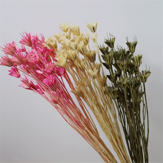 Bouquet de fleur d'anis étoilée séché et emballé, 100g, H50-75 cm