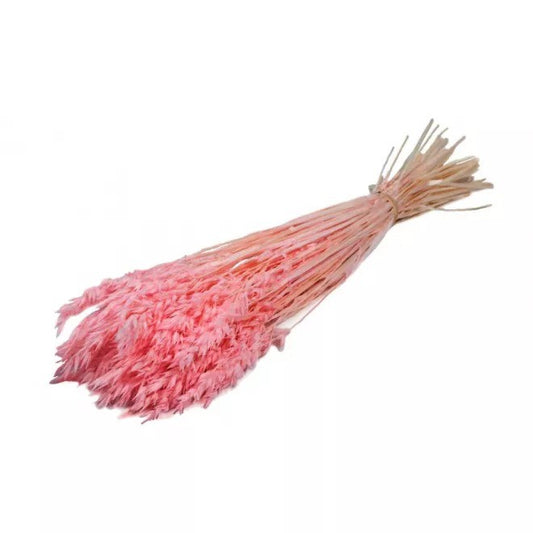 Bouquet d'avoine séché et emballé, 100g, H60-75cm