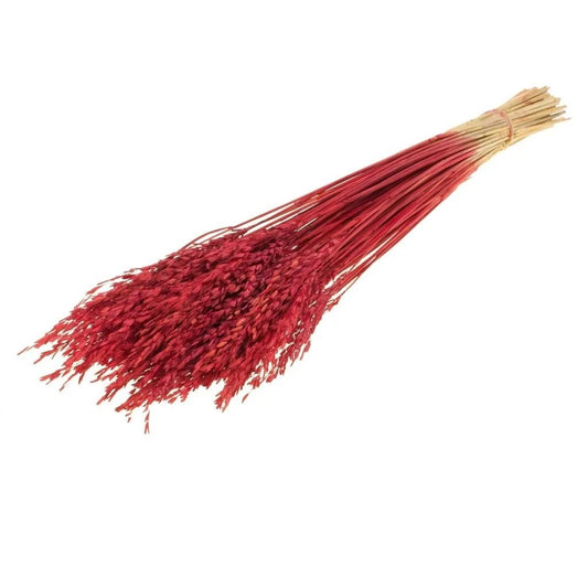 Bouquet d'avoine séché et emballé, 100g, H60-75cm