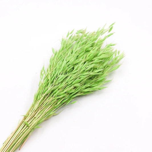 Bouquet d'avoine séché et emballé, 100g, H60-75cm