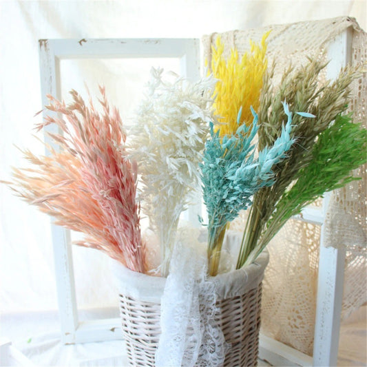 Bouquet d'avoine séché et emballé, 100g, H60-75cm