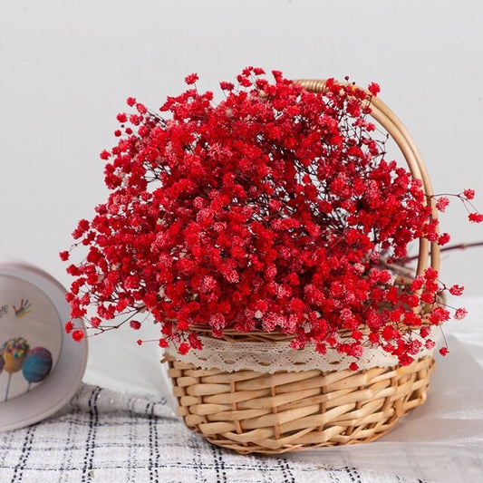Bouquet de gypsophile séché et emballé, 100g, H75cm